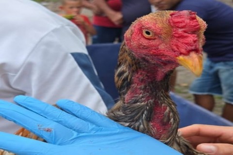 PM fecha rinha de galos na Barra dos Coqueiros