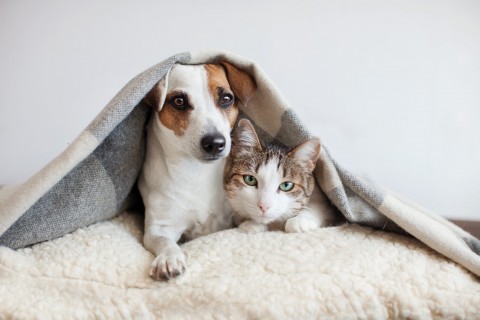 Agora é lei: Selo institui Estabelecimento Amigo dos Animais